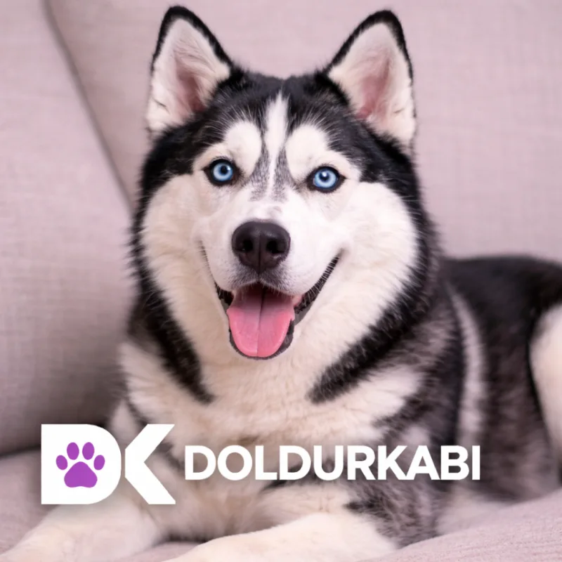 Husky